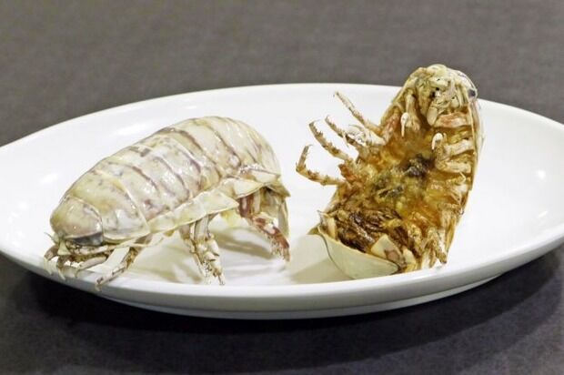 食べるのに勇気いる「オオグソクムシの姿揚げ」　見た目は虫、味は？