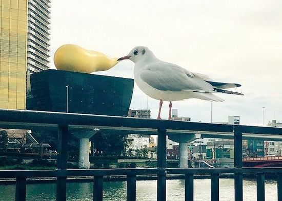 【画像】カモメの口から魂が抜けてる！？奇跡の「エクトプラズム」写真に反響ｗｗｗｗｗｗｗｗ