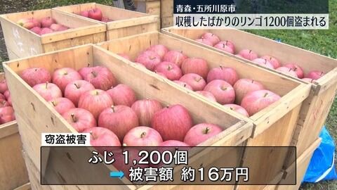 青森で収穫直後のリンゴ1200個盗難 一体誰が…