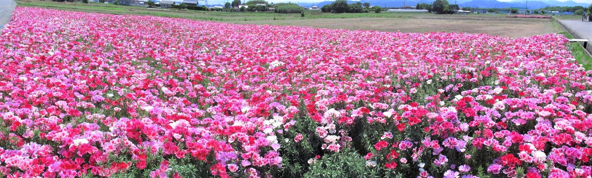 クロg徘徊記 5 28デゴチアの花を見るど 散歩タリング