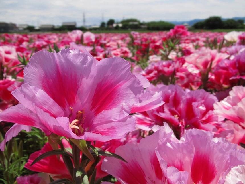 クロg徘徊記 5 28デゴチアの花を見るど 散歩タリング