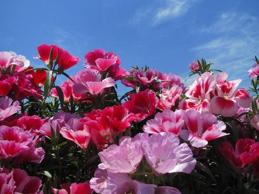 クロg徘徊記 5 28デゴチアの花を見るど 散歩タリング クロg徘徊記 5 28デゴチアの花を見るど 散歩タリング