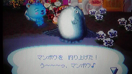 背びれのある大きな魚を釣り上げました おいでよどうぶつの森 今さら日記