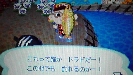 また ドラドを釣り上げました 本当に黄金です おいでよどうぶつの森 今さら日記