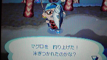 久々に大物 マグロ 2匹と イトウ 1匹釣り上げました おいでよどうぶつの森 今さら日記