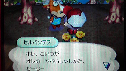 ついにセルバンテスから写真をもらう おいでよどうぶつの森 今さら日記