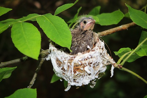 bird-8116839_1920