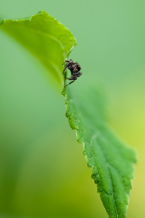 jumping-spider-261799_1920
