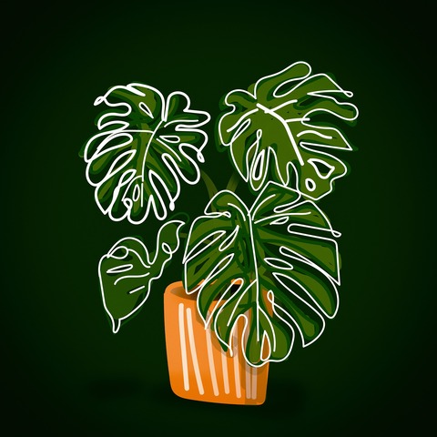 monstera-7225064_1920
