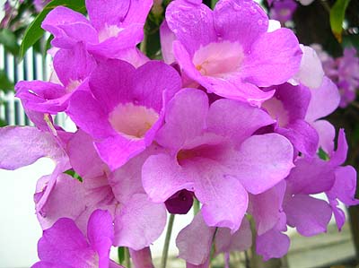 ニンニクの香りのする花 ニンニクカズラ 沖縄あまくまあっちゃ