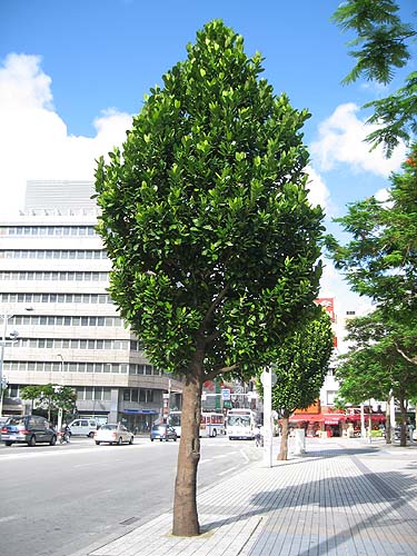 フクギの実に注意 沖縄あまくまあっちゃ