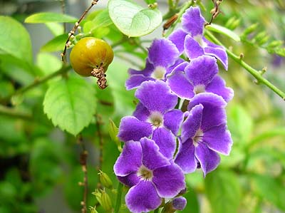 かわいい花発見 でもその裏には タイワンレンギョウ 沖縄あまくまあっちゃ