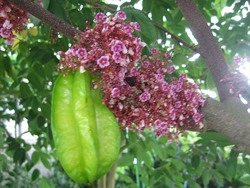 スターフルーツの花って 沖縄あまくまあっちゃ