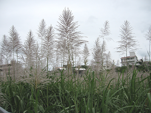 ススキの穂に似てるけど 沖縄あまくまあっちゃ