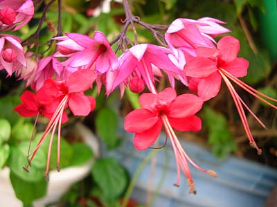花の中から花が ベニベンケイカズラ 沖縄あまくまあっちゃ