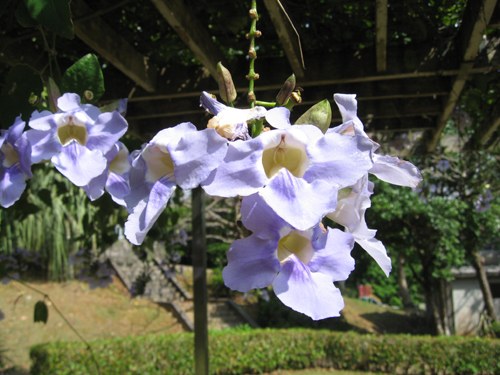 蔦の先の花 ベンガルヤハズカズラ 沖縄あまくまあっちゃ