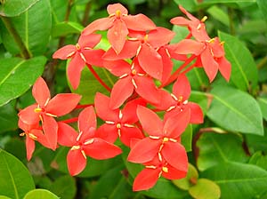 沖縄三大名花 サンダンカ 沖縄あまくまあっちゃ