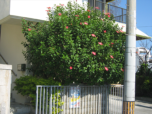 大きい ハイビスカスの木 沖縄あまくまあっちゃ