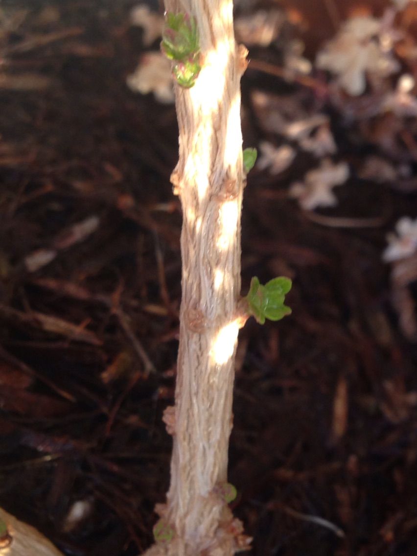 今朝の植物 レモンバーベナの芽生え 働くママのためのお金カウンセラーの徒然diary 今朝の植物 レモンバーベナの芽生え 働くママのためのお金カウンセラーの徒然diary