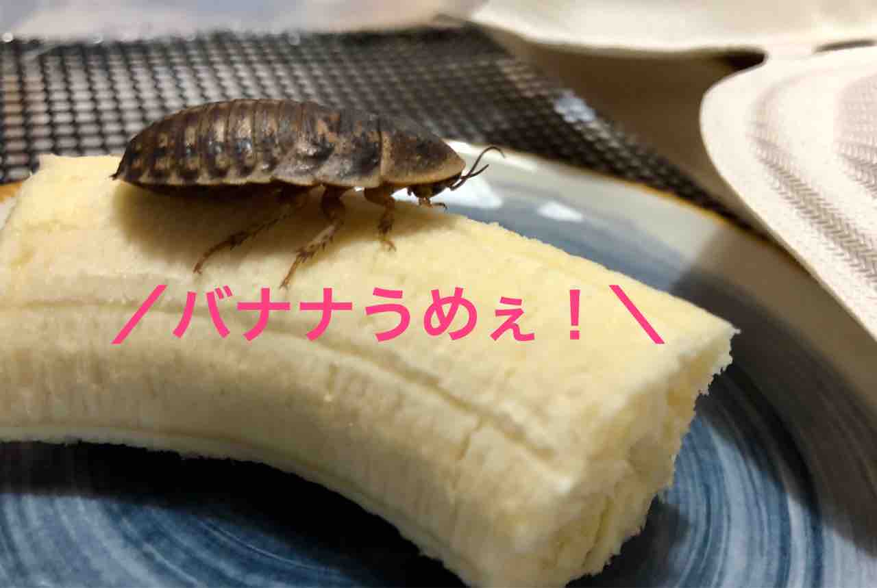 19年05月 コカチュウの副業奮闘記 19年05月 コカチュウの副業奮闘記
