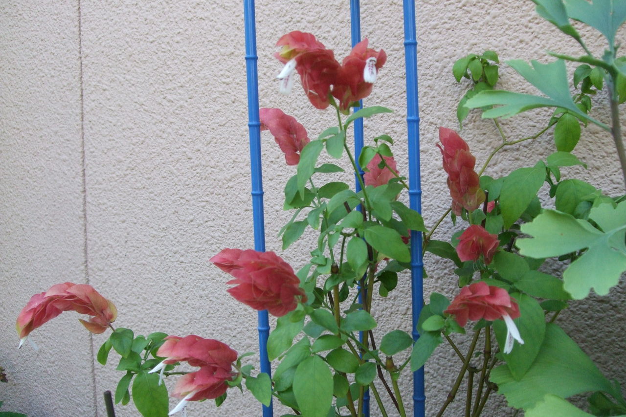 えびね草の花 Okachan2161のblog