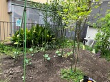 菜園