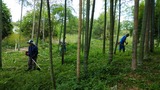 竹林草刈りDSC_0495