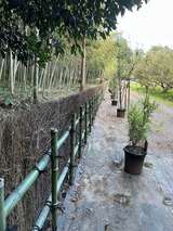 竹柵更新完成