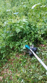 竹林草刈りDSC_0506
