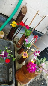 一輪花DSC_0353