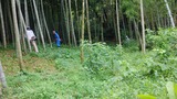 竹林草刈りDSC_0504