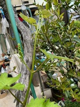 巨峰枯木の新芽