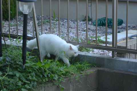 CSC_0040