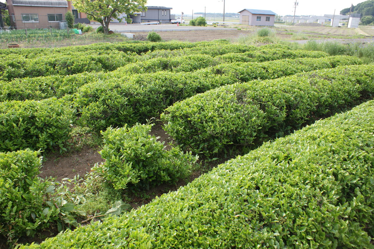 お茶刈り 終えたわな うへへへ あかずの間のページ