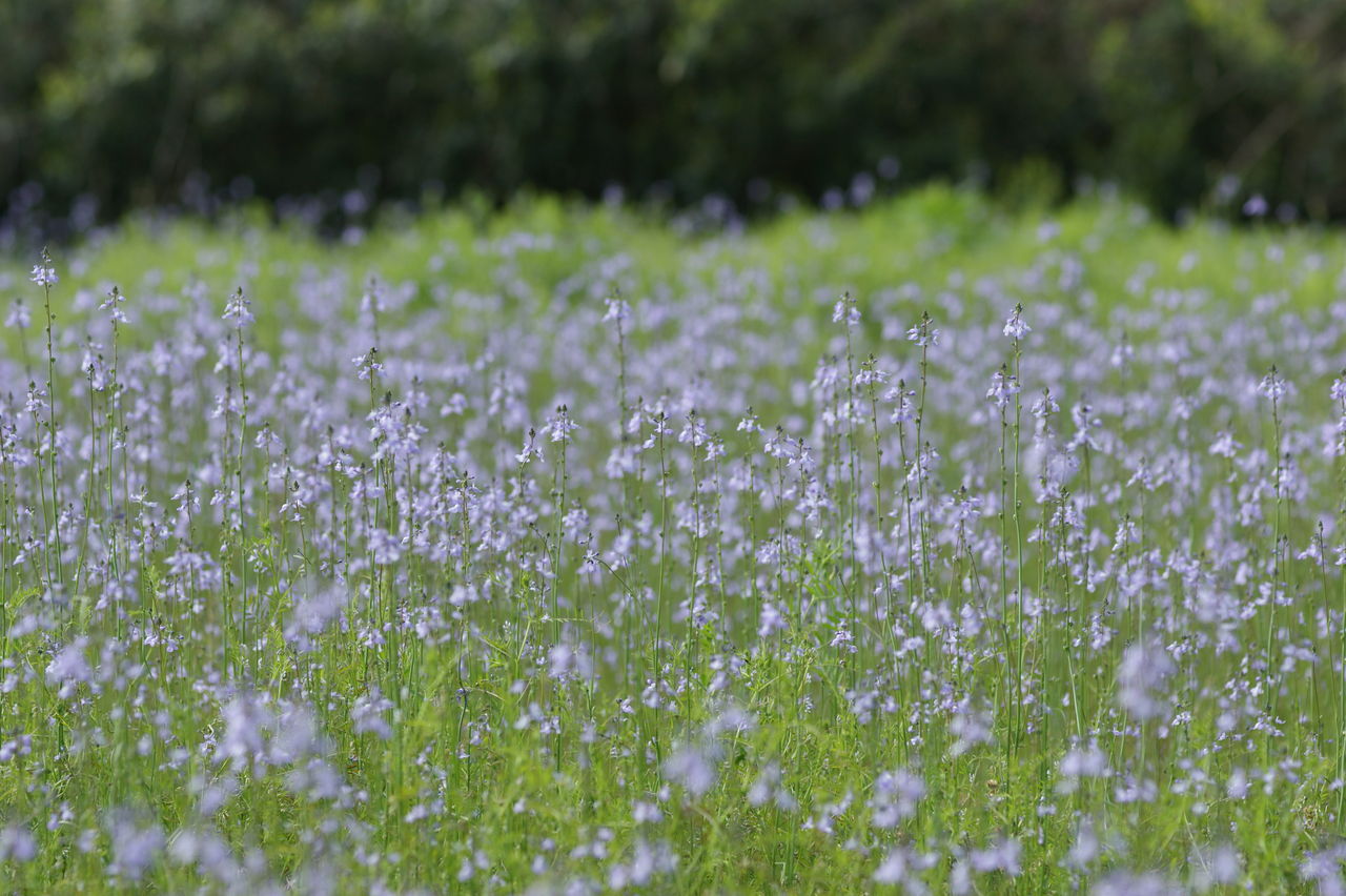 今度こそ さつきいっぴだ の巻 あかずの間のページ