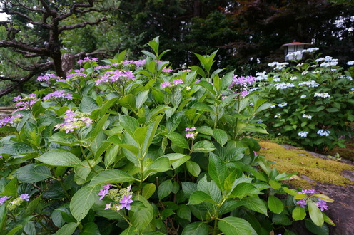 DSC03777