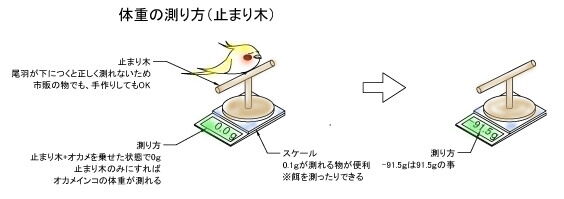 オカメインコをお迎えしたら 体重測定方法 オカメインコ暮らし