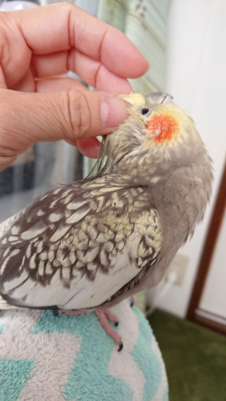 巣引きチャレンジ お卵5個目 オカメインコ暮らし 巣引きチャレンジ お卵5個目 オカメインコ暮らし