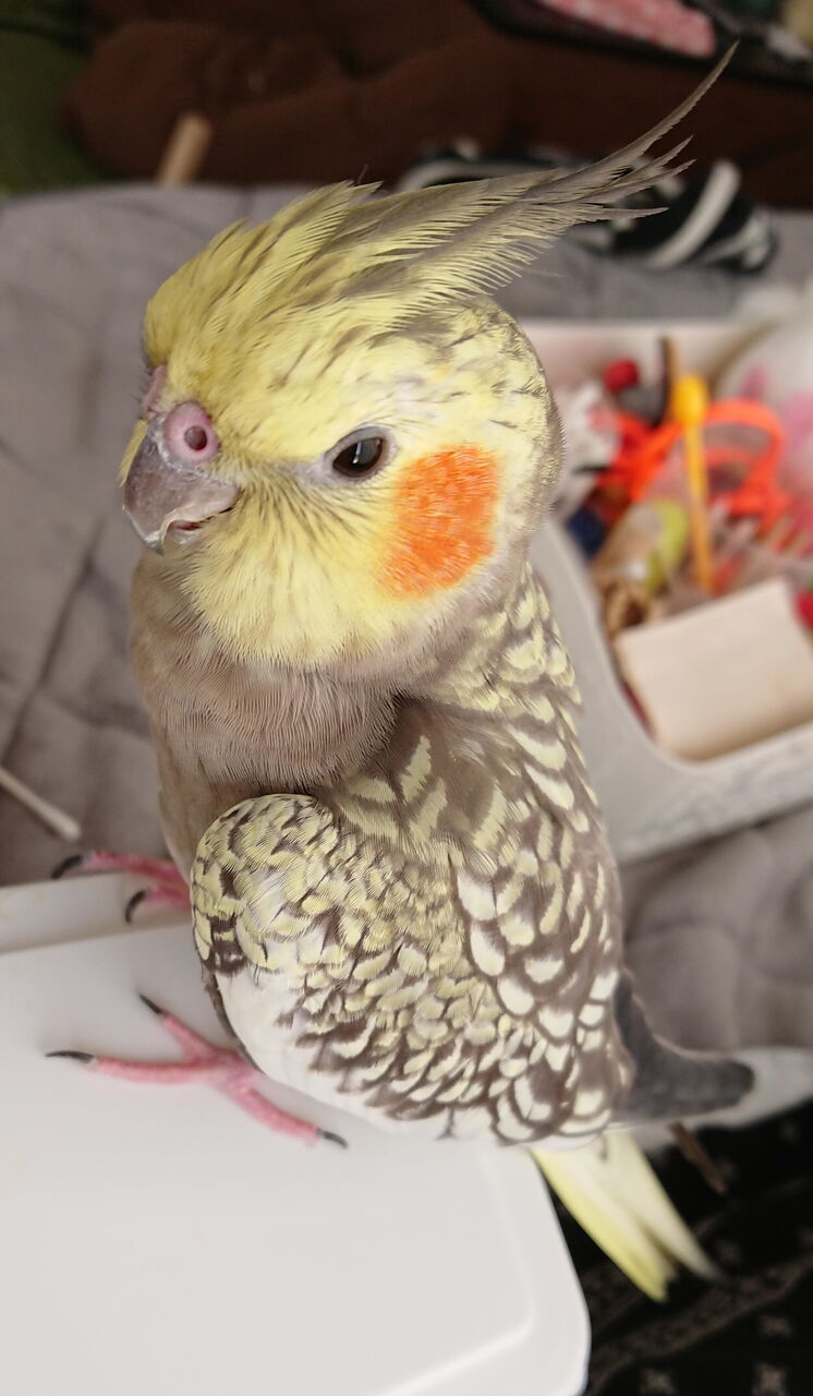 21春雛 里親募集中 オカメインコ暮らし