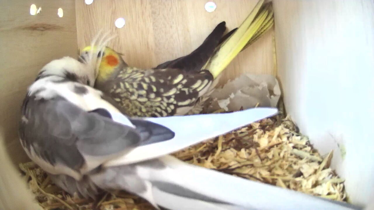 お卵2個目 オカメインコ暮らし お卵2個目 オカメインコ暮らし