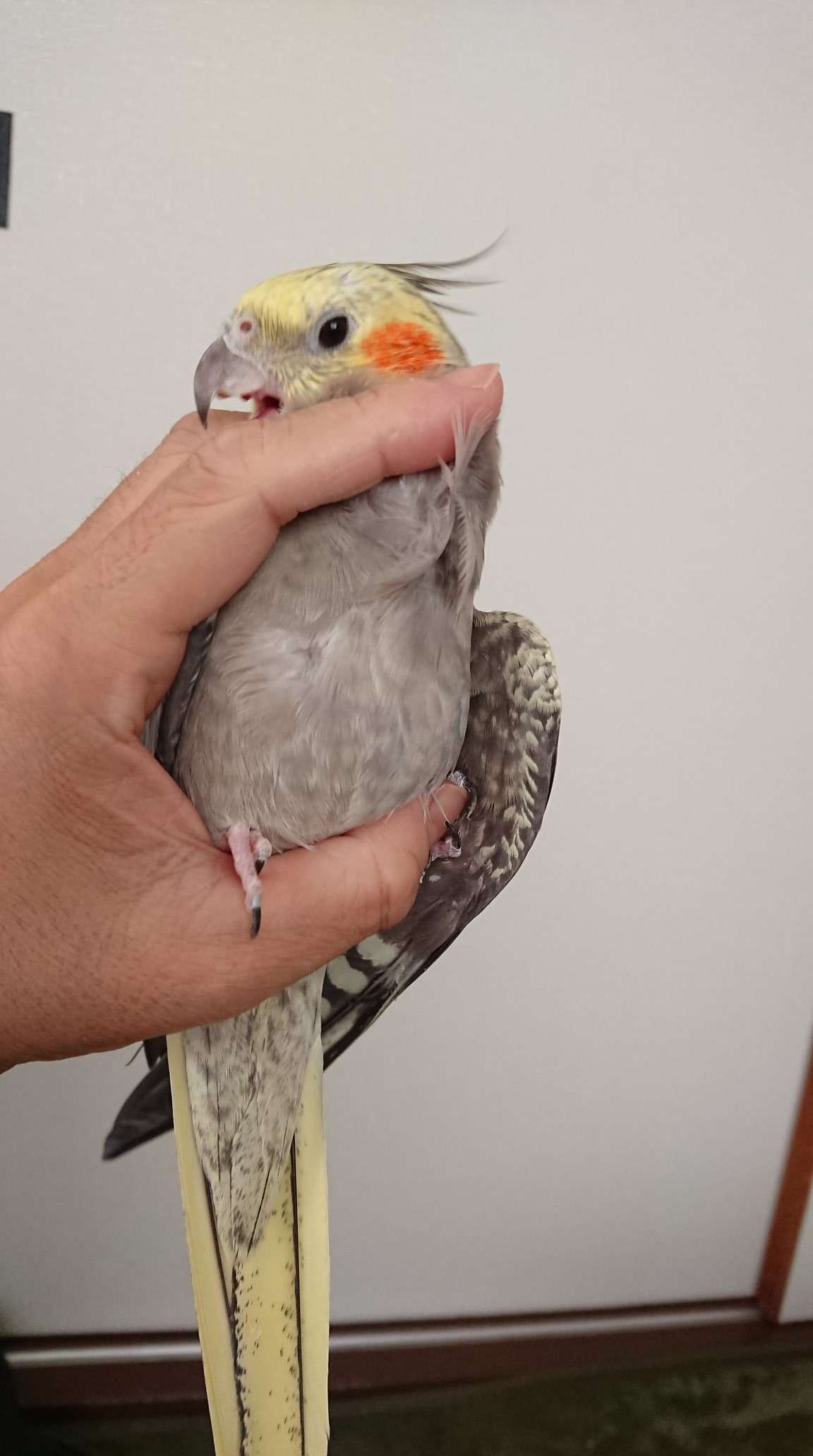 オカメインコの育て方 オカメインコ暮らし オカメインコの育て方 オカメインコ暮らし