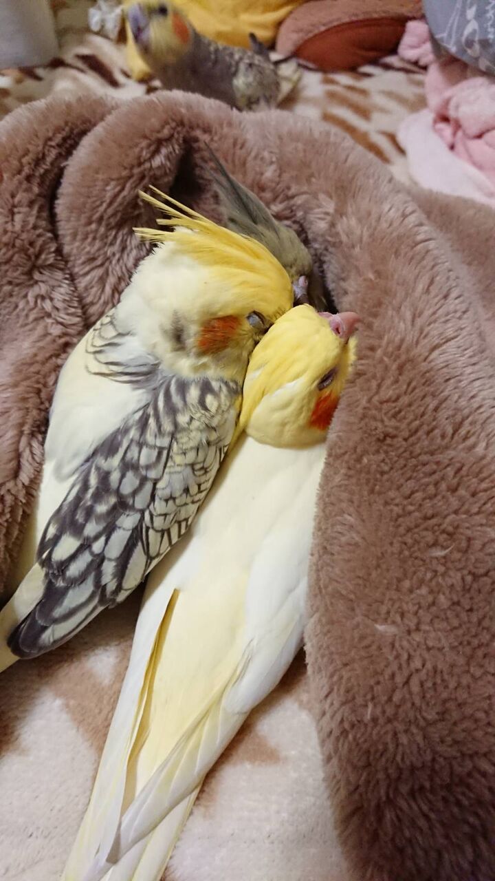 オカメさんをお迎えしようと考えている方へ 費用について オカメインコ暮らし オカメさんをお迎えしようと考えている方へ 費用について オカメインコ暮らし