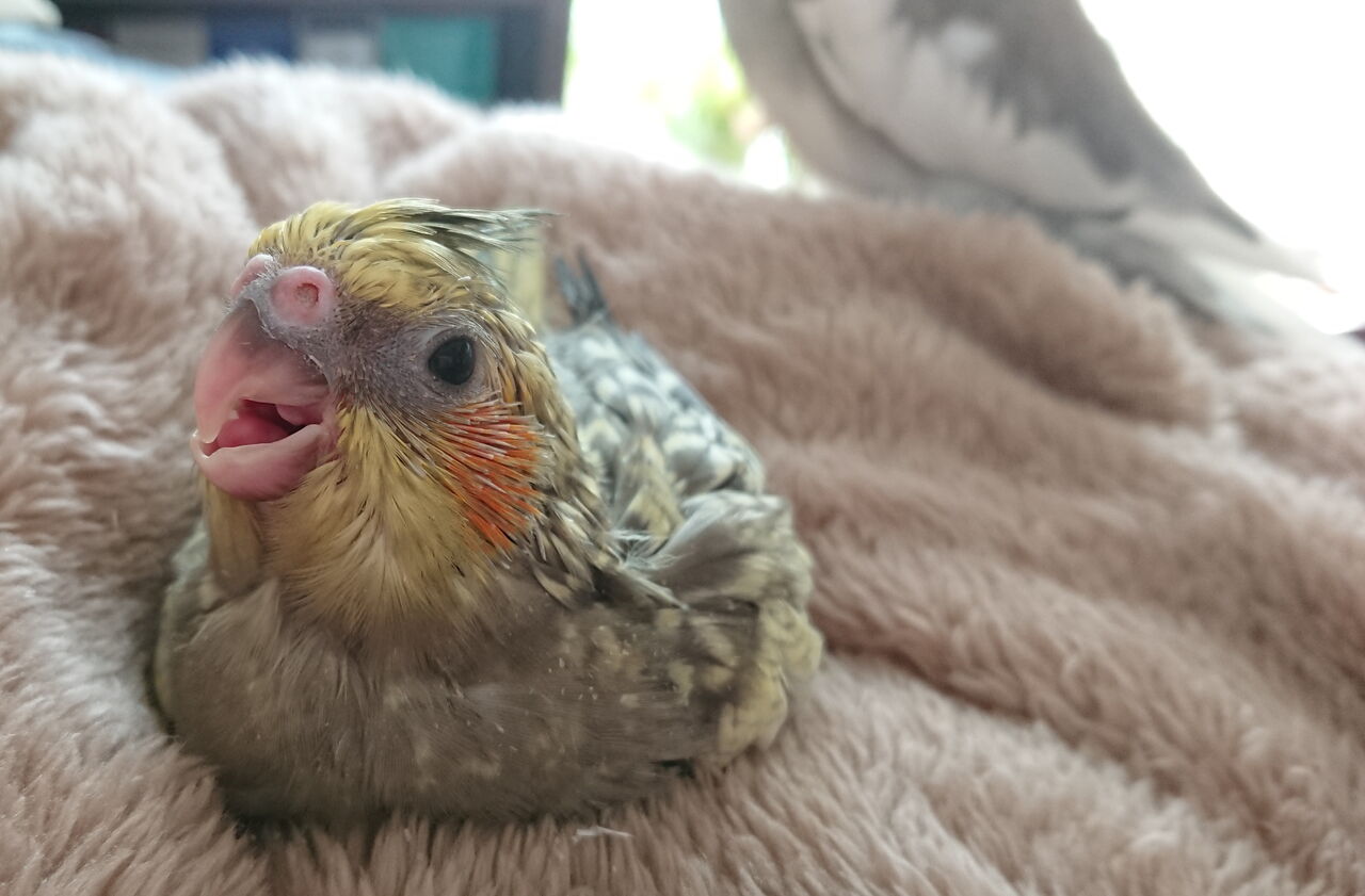 21春雛 里親募集中 オカメインコ暮らし