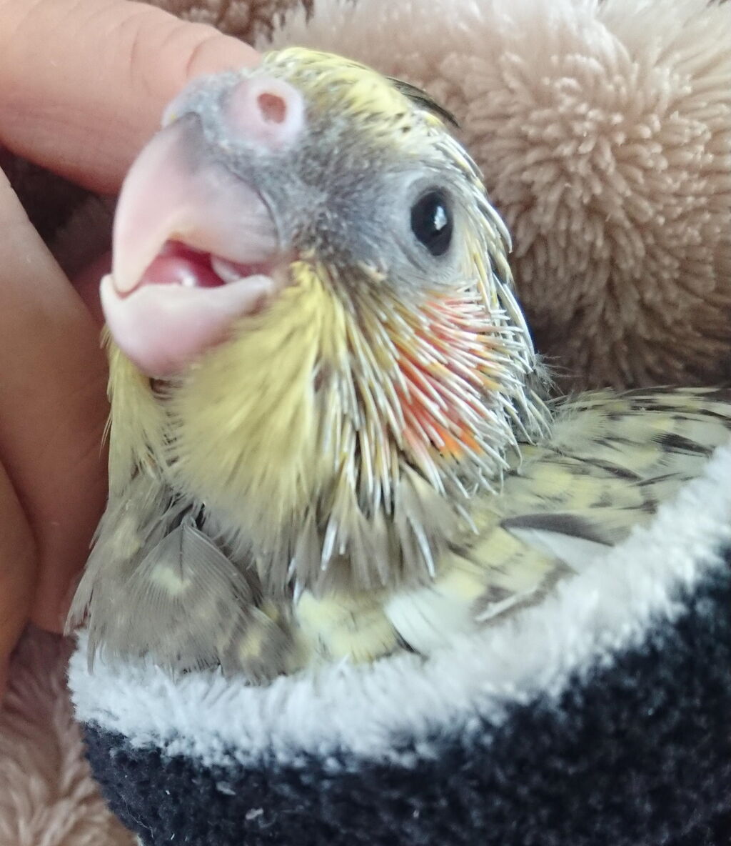 21春雛 里親募集中 オカメインコ暮らし