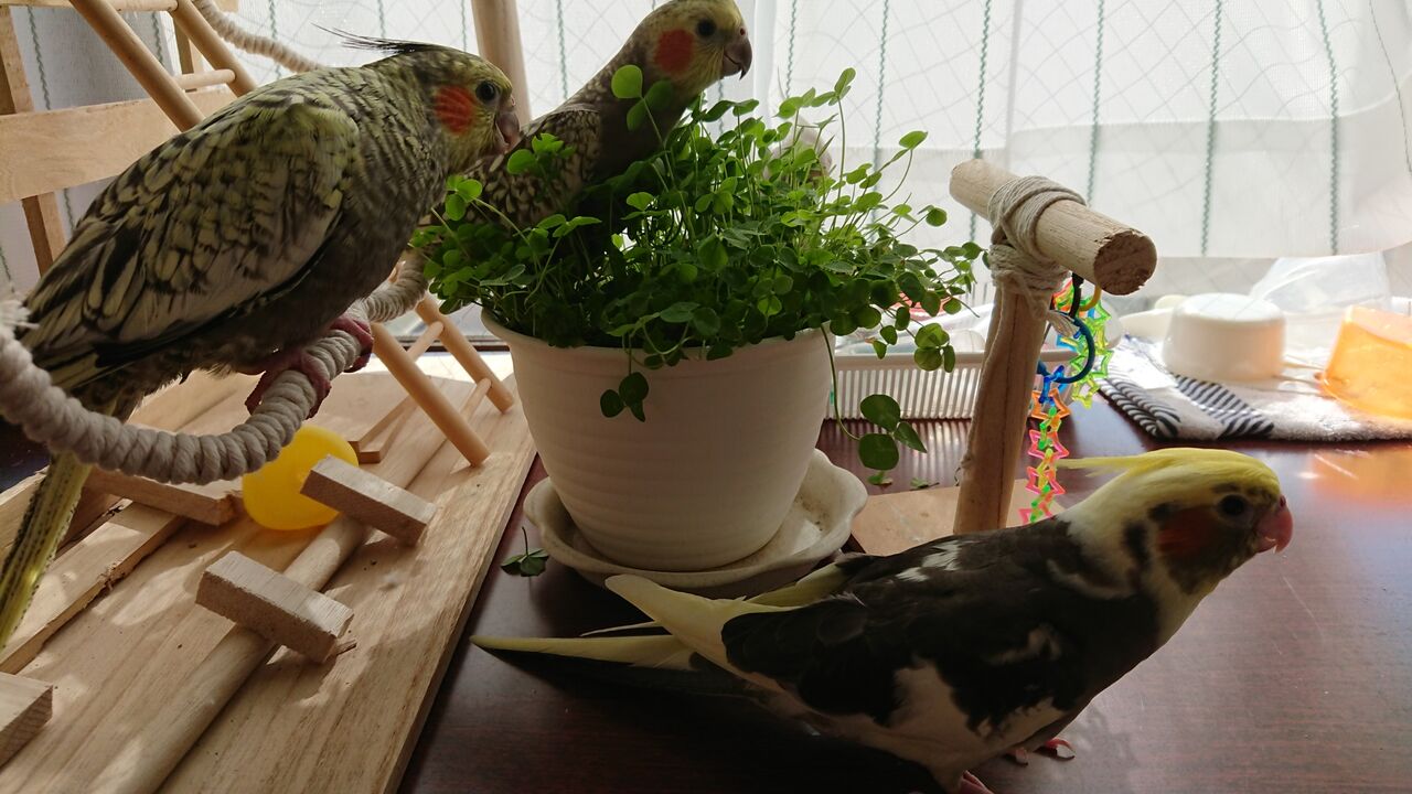挿し餌 オカメインコ暮らし 挿し餌 オカメインコ暮らし