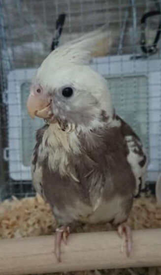 我が家のオカメインコさん オカメインコ暮らし 我が家のオカメインコさん オカメインコ暮らし