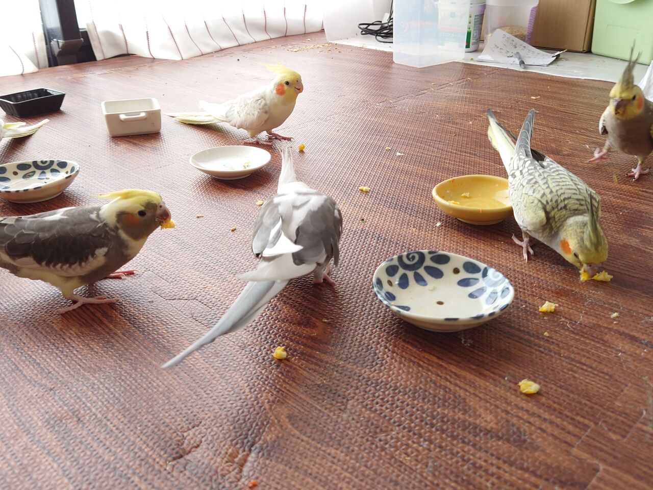22春 第2弾 雛達育ってまーす オカメインコ暮らし