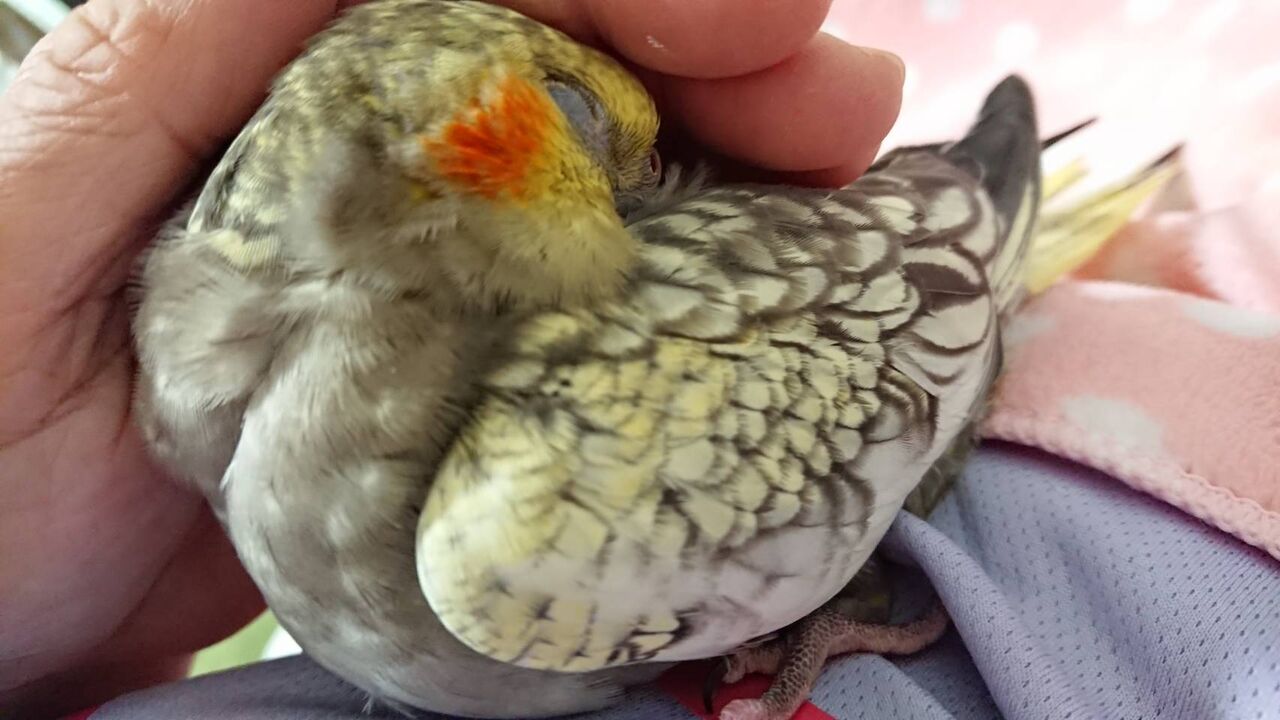 エアコンの上の攻防 オカメインコ暮らし エアコンの上の攻防 オカメインコ暮らし