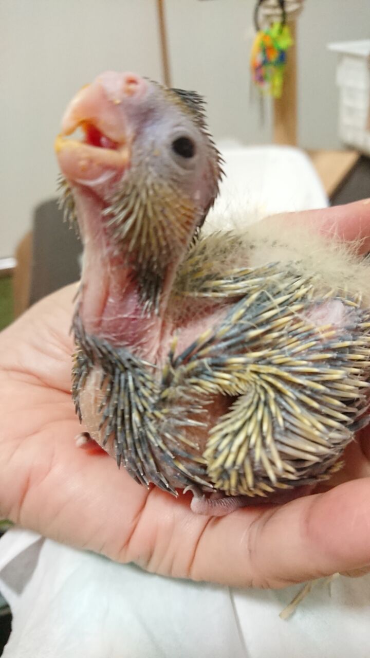 オカメインコ里親募集 べた慣れ オカメインコ暮らし