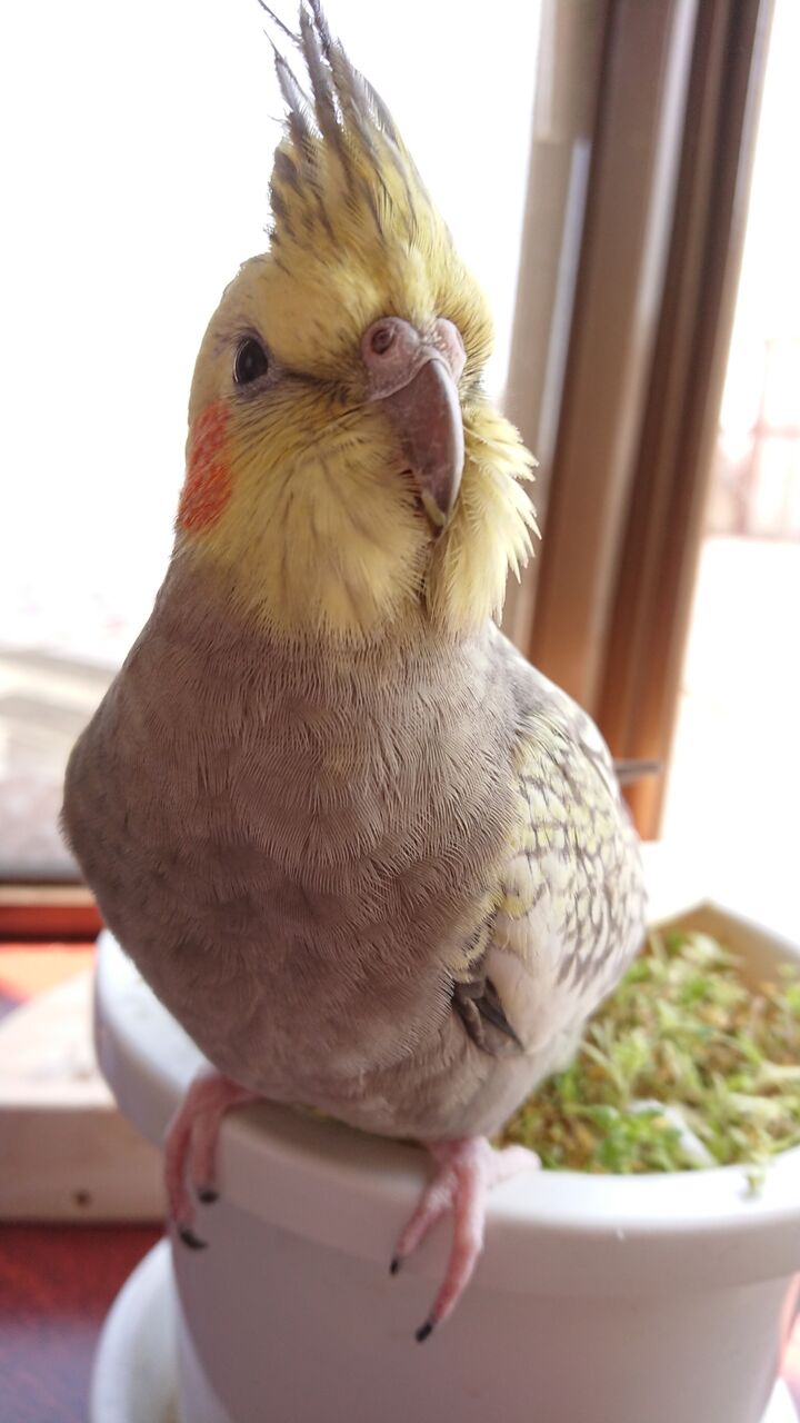 オカメインコの特徴 オカメインコ暮らし オカメインコの特徴 オカメインコ暮らし